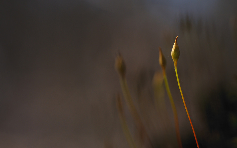 Moss inflorescence by carmelo75